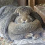 heavy breathing rabbit