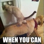 Smart animals | WHY USE A LADDER; WHEN YOU CAN USE THIS GUY | image tagged in smart animals | made w/ Imgflip meme maker