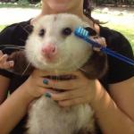 toothbrush possum