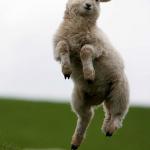 dancing sheep