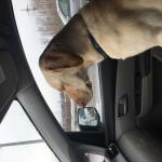 Dog passenger 