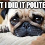 Pleading pug | BUT I DID IT POLITELY! | image tagged in pleading pug | made w/ Imgflip meme maker