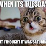 Derpy cat | WHEN ITS TUESDAY; BUT I THOUGHT IT WAS SATURDAY | image tagged in derpy cat | made w/ Imgflip meme maker