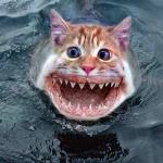 Cat-Fish meme