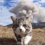 disaster cat