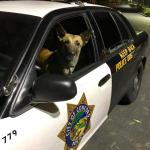 police dog driving