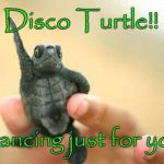 disco turtle | Disco Turtle!! Dancing just for you! | image tagged in disco turtle | made w/ Imgflip meme maker