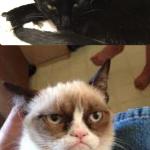 The grumpy cat with one grumpier cat meme
