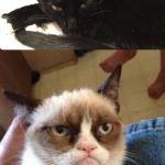 Grumpy cat meets a another one. | WHO IS GRUMPY CAT? BRING ME HIS HEAD. HEY MY REAL NAME IS TARDER SAUCE AND I’M FEMALE! ALSO I HATE YOU! | image tagged in the grumpy cat with one grumpier cat | made w/ Imgflip meme maker