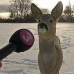 Deer interviewed meme