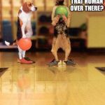 bowling | CHARLIE, YOU SEE THAT HUMAN OVER THERE? | image tagged in bowling,memes,we the best memes,dj raycat | made w/ Imgflip meme maker