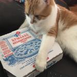Cat pizza