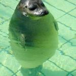 Standing Seal | BEING LEFT OUT AT; POOL PARTY LIKE | image tagged in standing seal | made w/ Imgflip meme maker
