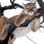 cougar hanging