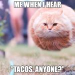 Flying Cat | ME WHEN I HEAR; "TACOS, ANYONE?" | image tagged in flying cat | made w/ Imgflip meme maker