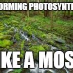 Photosythesis | PREFORMING PHOTOSYNTHESIS; LIKE A MOSS | image tagged in moss | made w/ Imgflip meme maker