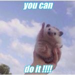 Cheering Hedgehog | you can; do it !!!! | image tagged in cheering hedgehog | made w/ Imgflip meme maker