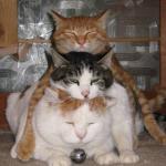 Stacked cats