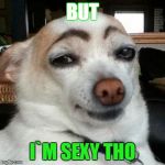 Dog With Eyebrows | BUT; I`M SEXY THO | image tagged in dog with eyebrows | made w/ Imgflip meme maker