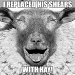 LOL Sheep | I REPLACED HIS SHEARS; WITH HAY! | image tagged in lol sheep | made w/ Imgflip meme maker