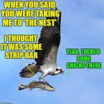 Bad luck fish | WHEN YOU SAID YOU WERE TAKING ME TO 'THE NEST'; I THOUGHT IT WAS SOME STRIP BAR; YEAH. THERE'S SOME CHICKS THERE | image tagged in fish,funny memes | made w/ Imgflip meme maker