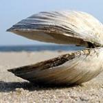 Clam