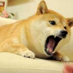 Doge Smash Bros