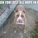 Michael the dog | WHEN YOU LOST ALL HOPE IN LIFE | image tagged in michael the dog | made w/ Imgflip meme maker