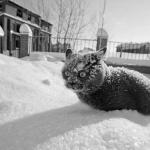 Cat Snow drug cocaine