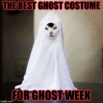 Ghost Cat for Ghost Week Jan. 21-27 A LaurynFlint Event! | THE BEST GHOST COSTUME; FOR GHOST WEEK | image tagged in ghost cat,memes,meme,ghost week | made w/ Imgflip meme maker