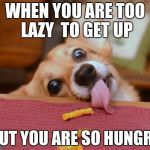 Corgi | WHEN YOU ARE TOO LAZY  TO GET UP; BUT YOU ARE SO HUNGRY | image tagged in corgi | made w/ Imgflip meme maker