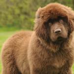 Newfoundland Dog