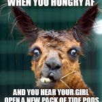 Llama | WHEN YOU HUNGRY AF; AND YOU HEAR YOUR GIRL OPEN A NEW PACK OF TIDE PODS | image tagged in llama | made w/ Imgflip meme maker