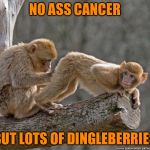 monkey | NO ASS CANCER; BUT LOTS OF DINGLEBERRIES | image tagged in monkey | made w/ Imgflip meme maker