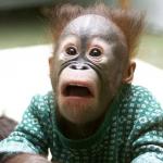 shocked baby orangutan