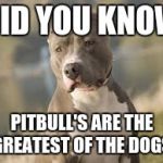 pitbull dog | DID YOU KNOW; PITBULL'S ARE THE GREATEST OF THE DOGS | image tagged in pitbull dog | made w/ Imgflip meme maker