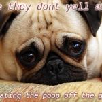 sad pug | Hope they dont yell at me; for eating the poop off the ground | image tagged in sad pug | made w/ Imgflip meme maker