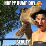 hump day | HAPPY HUMP DAY 😘; BEAUTY | image tagged in hump day | made w/ Imgflip meme maker