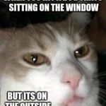 Barry the Cat | WHEN YOU HIT A BUG THATS SITTING ON THE WINDOW; BUT ITS ON THE OUTSIDE | image tagged in barry the cat,bug,funny,meme | made w/ Imgflip meme maker