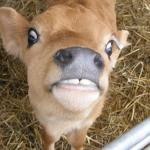 surprised cow