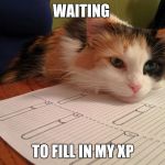 D&D Cat | WAITING; TO FILL IN MY XP | image tagged in dd cat | made w/ Imgflip meme maker