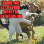 Not so tough without yer backup, are ya? | I KNOW YOU EAT MY FOOD WHEN I'M NOT WATCHING. | image tagged in favorites,cats,dogs,memes | made w/ Imgflip meme maker