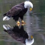 Sad eagle