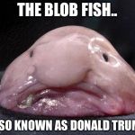 Blob Fish | THE BLOB FISH.. ALSO KNOWN AS DONALD TRUMP | image tagged in blob fish | made w/ Imgflip meme maker
