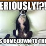 Dog on bed thug life | SERIOUSLY!?!? IT'S COME DOWN TO THIS? | image tagged in dog on bed thug life | made w/ Imgflip meme maker