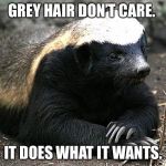 Honey badger | GREY HAIR DON’T CARE. IT DOES WHAT IT WANTS. | image tagged in honey badger | made w/ Imgflip meme maker
