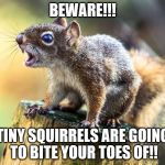 Squrrel | BEWARE!!! TINY SQUIRRELS ARE GOING TO BITE YOUR TOES OF!! | image tagged in squrrel | made w/ Imgflip meme maker