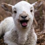 TGIF Lamb