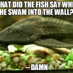 sucker fish | WHAT DID THE FISH SAY WHEN HE SWAM INTO THE WALL? -- DAMN | image tagged in sucker fish | made w/ Imgflip meme maker
