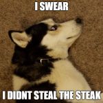 Husky shame | I SWEAR; I DIDNT STEAL THE STEAK | image tagged in husky shame | made w/ Imgflip meme maker